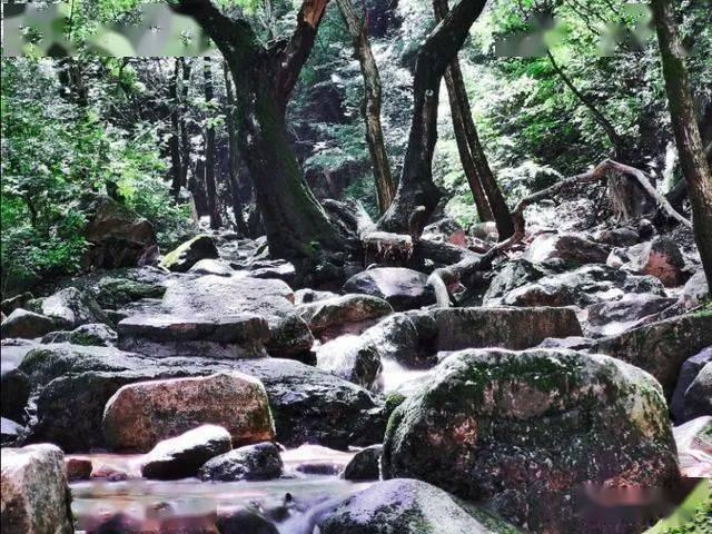 魅影直播平台